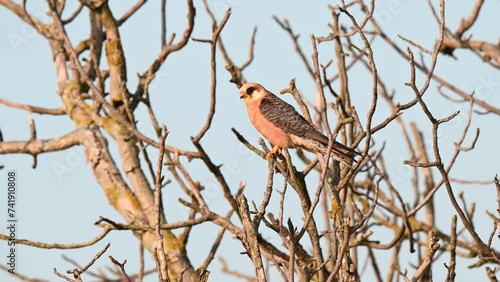 Red footed hawk Falco vespertinus in the wild. Close up. A bird sits on a tree and flies away. photo