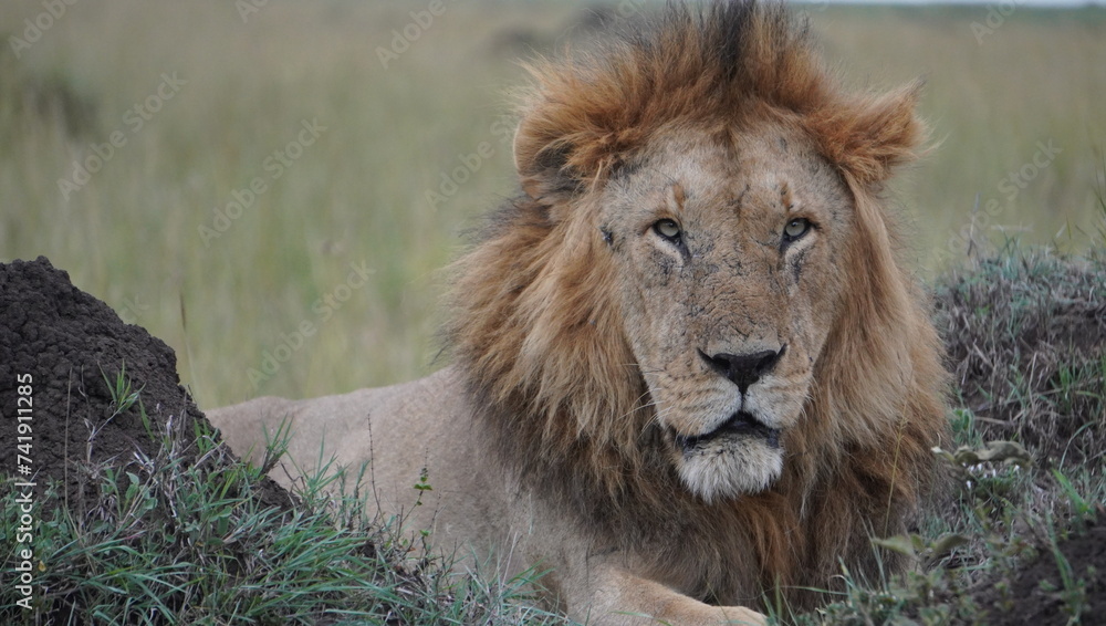 Face of a lion close up