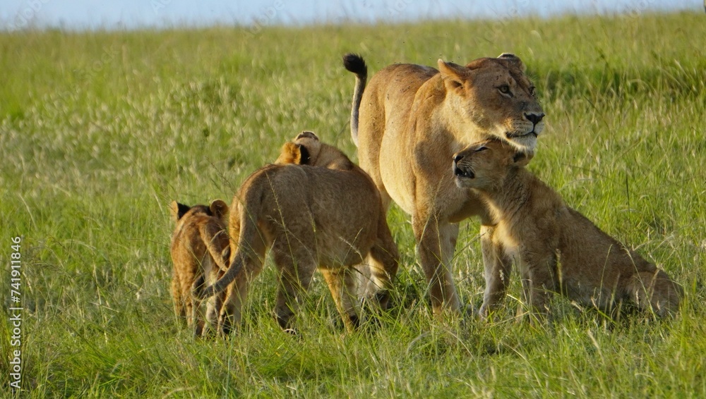 lion cubs playing in the grass lion cubs playing in the grass