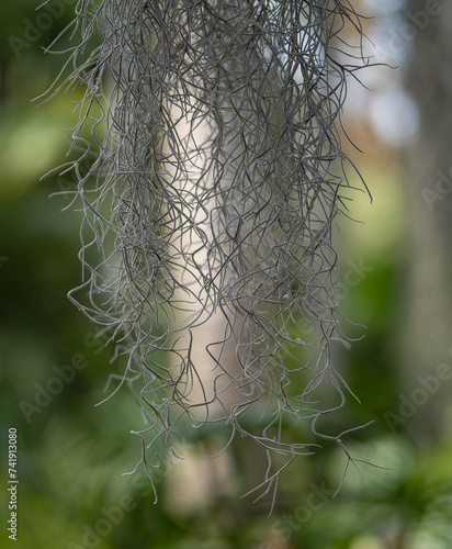 Spanish moss plant in the forest .