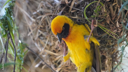 yellow bird in the nest