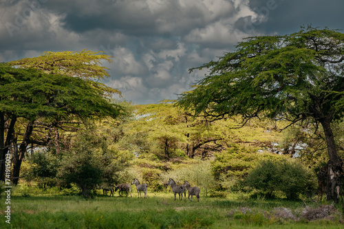 A herd of zebras in savanna.
