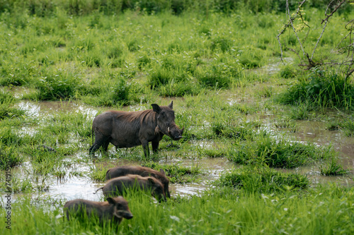 Warthog with its babies in wild habitat.