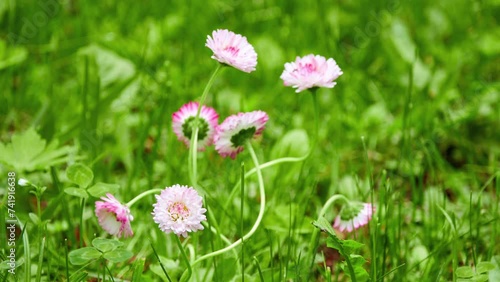 Bellis perennis, daisy, is European species of family Asteraceae, often considered archetypal species of name daisy. It is common, lawn or English daisy, bruisewort, and occasionally woundwort. photo
