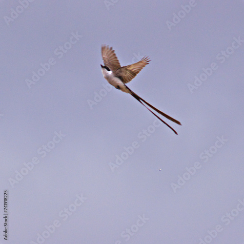 Southern Fork-tailed Flycatcher (Tyrannus savana), performing acrobatics to assist in hunting insects. photo