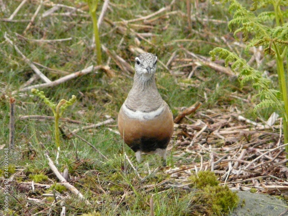 A Dotterel bird (Eudromias morinellus) in the British countryside A Dotterel bird (Eudromias morinellus) in the British countryside