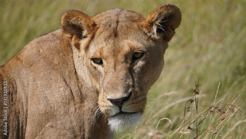 lion cub in the savannah lion cub in the savannah