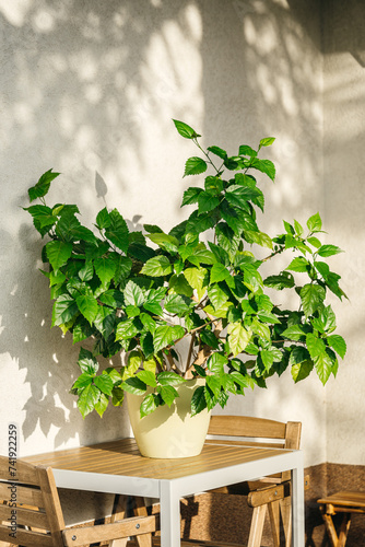 Houseplant grown in the pot, Rosa sinensis, having slightly fragrant crimson, red, pink, or white flowers. Also called Chinese hibiscus, rose of China. a tropical Asian shrub.