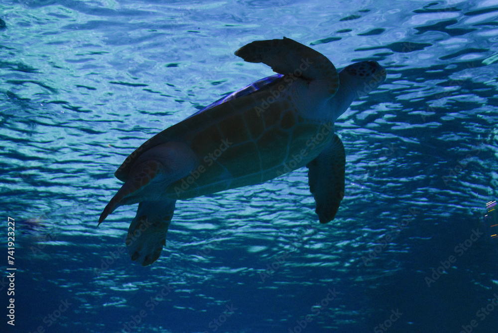 Fototapeta premium Sea turtle swimming in the water, view from underneath the animal.