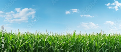 Green corn field and blue sky with white clouds.