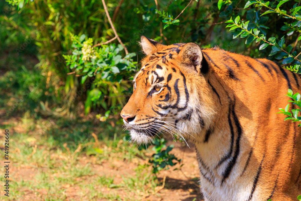Tiger portrait looking at left side Tiger portrait looking at left side