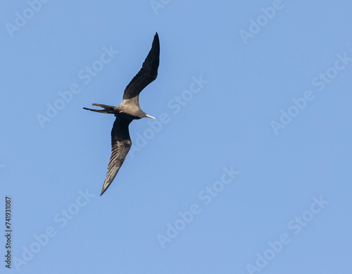 Magnificent Frigatebird flying in blue sky in Costa Rica