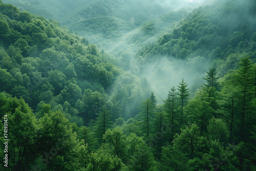 Foggy morning in the mountain forest, aerial view