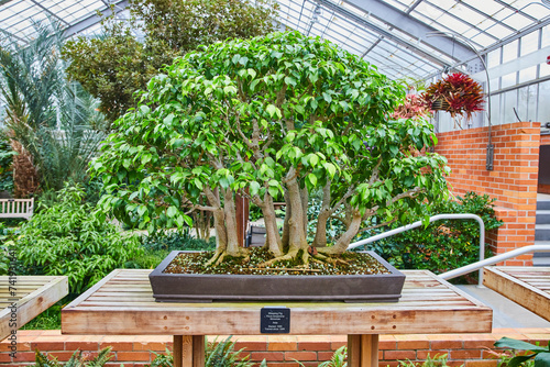 Bonsai Excellence in Indoor Greenhouse, Eye-Level View