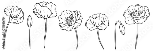 Set of poppies flower. Beautiful decorative plant.