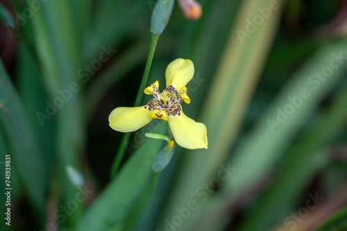 Flower of Trimezia steyermarkii photo