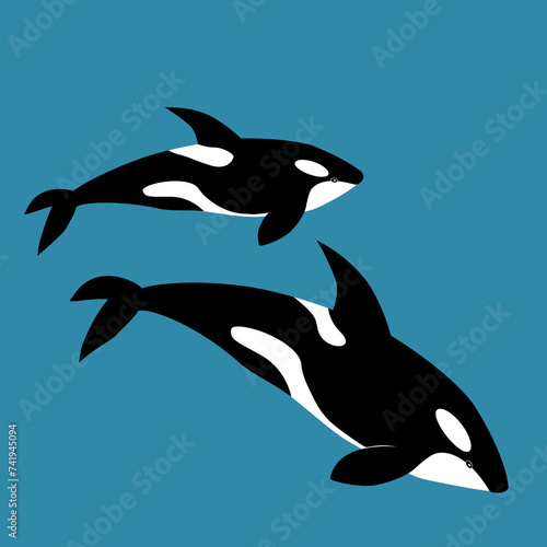 Killer whale illustration, vector, orca, Delphinidae, Odonceti