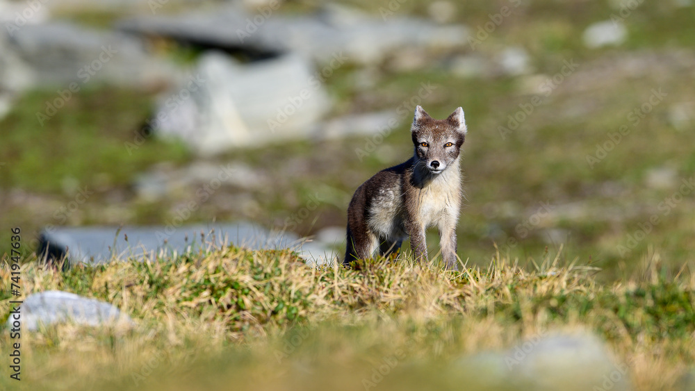 Wild Arctic fox (Vulpes lagopus) in Dovre mountains, Norway
