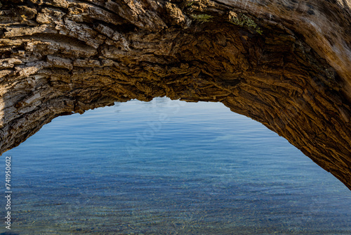 bent tree over blue water