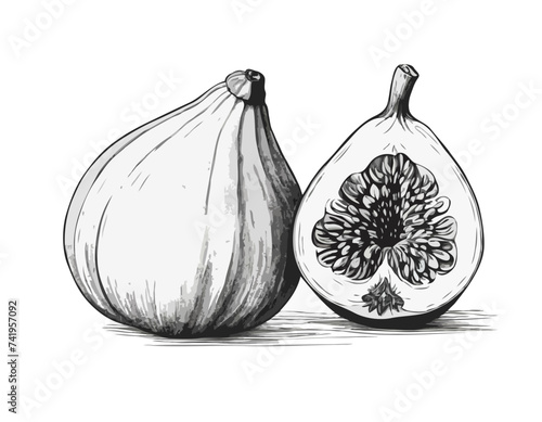 fig Vector illustration