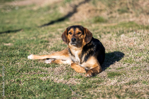A street dog or a stray dog       lies on the grass and poses for the photographer. The dog is basking in the sun. A beautiful domestic dog is lying in the grass. 