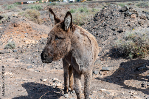 Grey donkey and rocky volcanic landscape of south part of Fuerteventura island, farming on Canary islands, Spain photo