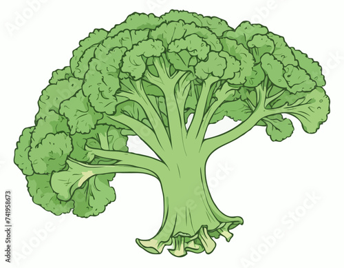 Fresh broccoli, vector illustration. hand drawing sketch