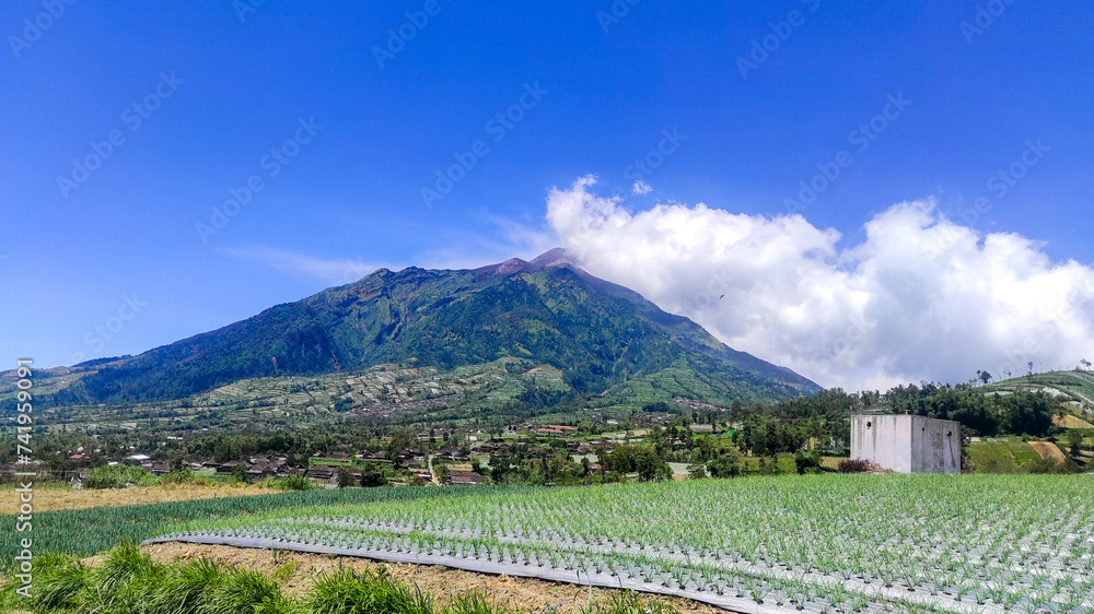 agricultural vegetable field, grow vegetable in the highland. mountain view in the behind