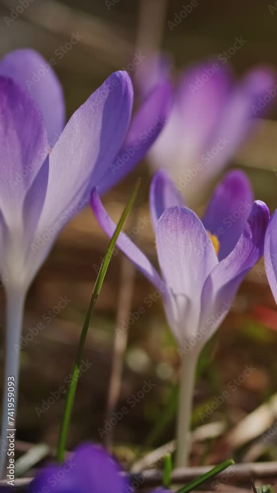 Springtime close-up view of violet crocuses. Soft selective focus of flowering crocus flowers. Vertical video Springtime close-up view of violet crocuses. Soft selective focus of flowering crocus flowers. Vertical video