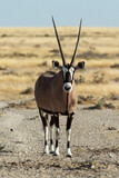 Retrato de oryx en Namibia