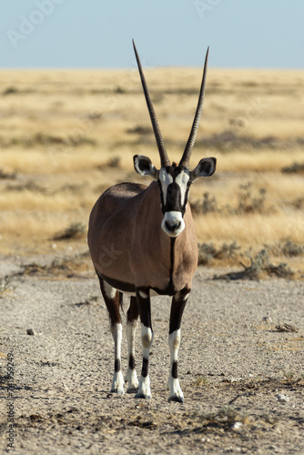 Retrato de oryx en Namibia