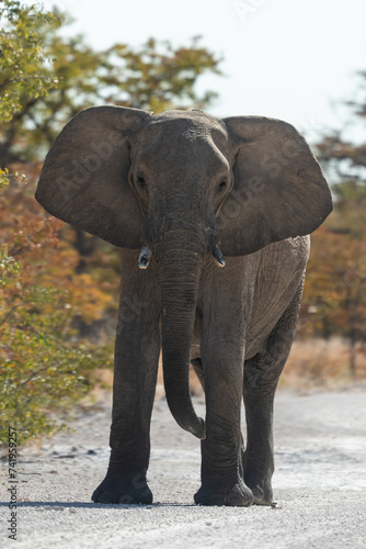 Retrato de elefante africano en Namibia