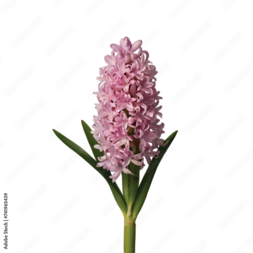 Obraz premium pink hyacinth isolated on white background