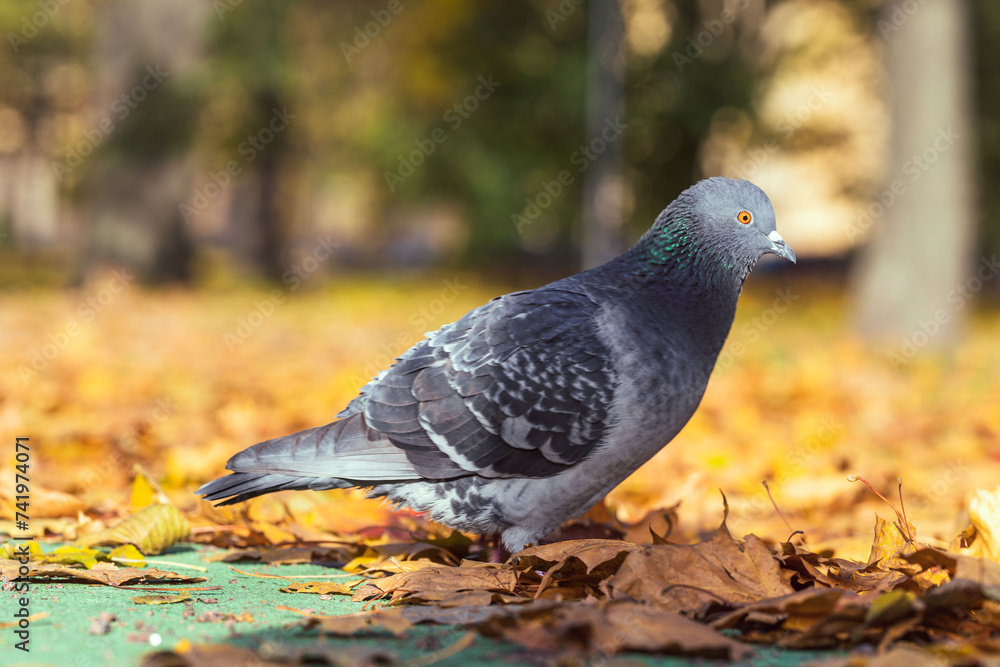 A pigeon is in a municipal park. Urban pigeons up close, city fauna up close A pigeon is in a municipal park. Urban pigeons up close, city fauna up close