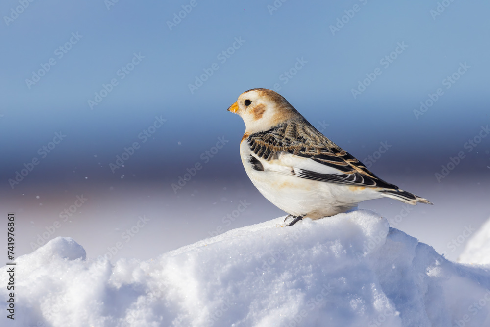  snow bunting (Plectrophenax nivalis)