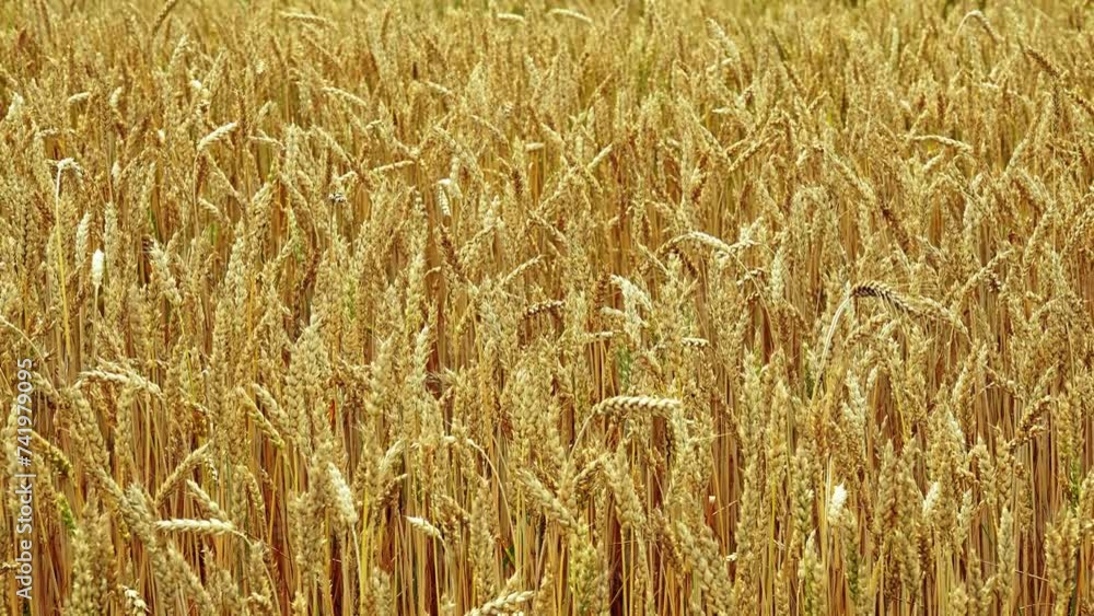 Wheat is grass widely cultivated for its seed, cereal grain which is worldwide staple food. Many species of wheat together make up genus Triticum, most widely grown is common wheat (aestivum). Wheat is grass widely cultivated for its seed, cereal grain which is worldwide staple food. Many species of wheat together make up genus Triticum, most widely grown is common wheat (aestivum).