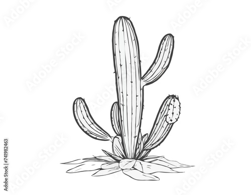 Green cactus leaf nopales 
