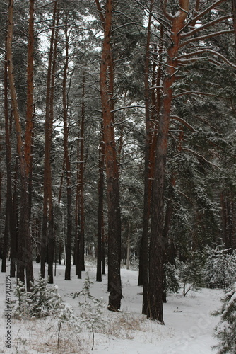 Tall pines and small spruce trees in a snowy forest