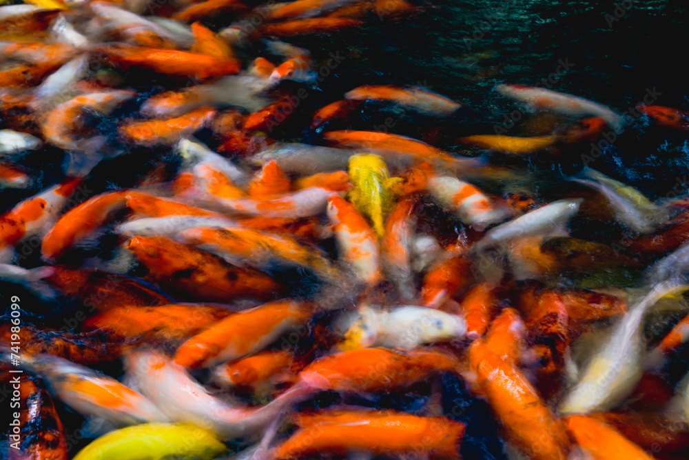 The movement of many koi fish