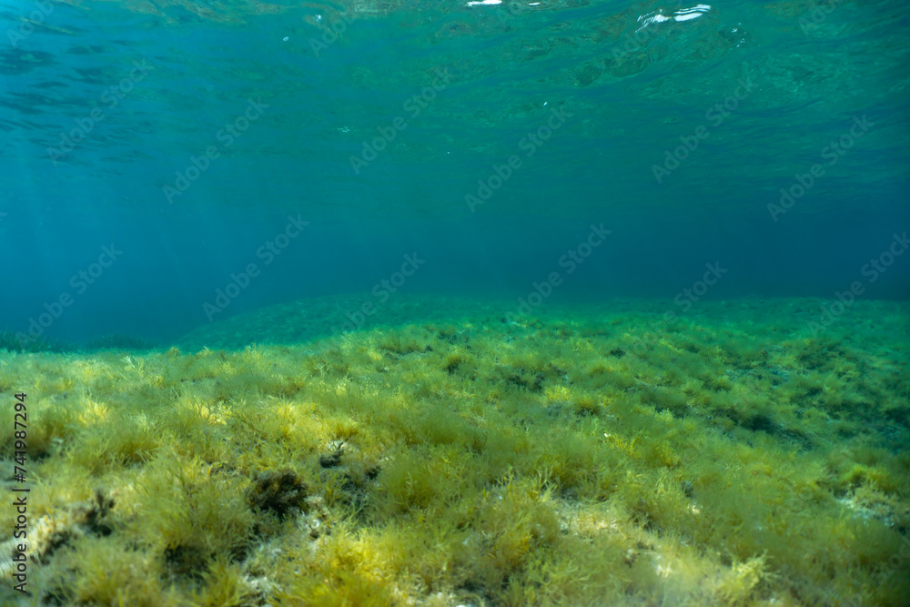 Bottom green algae underwater sea sun light. High quality photo