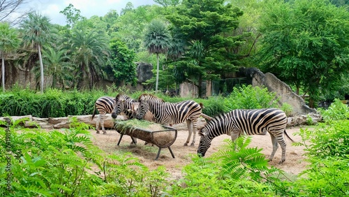  Zebras grazing in lush greenery  rustic backdrop. 
