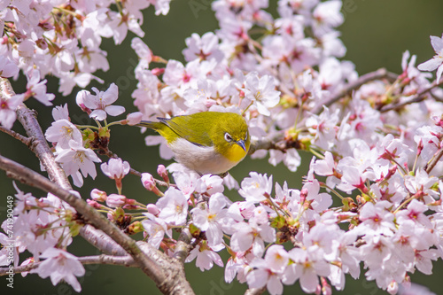 花が咲いた桜の木にとまる野鳥、メジロ © 孝之 藤野