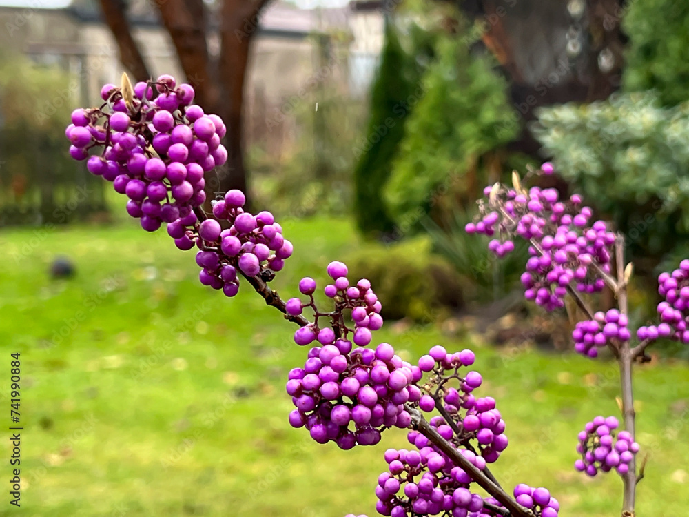 Obraz premium Callicarpa (Callicarpa L.), a garden beauty, blooms purple until late autumn and adds color to the garden.