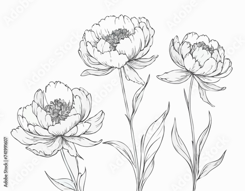 Vector graphics of peony flowers
