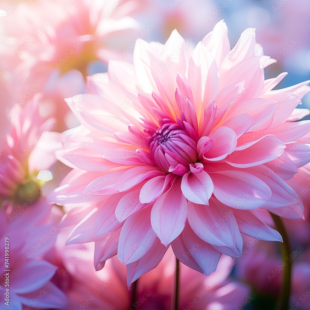 Romantic atmosphere beautiful pink flower
