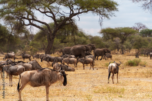 herd of wildebeest in serengeti