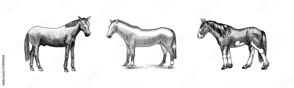 A Set Of Horses In Different Poses On A White Background. Hand drawn animal. Woodcut outline sketch. Vector engraved illustration for logo and tattoo or T-shirts. A Set Of Horses In Different Poses On A White Background. Hand drawn animal. Woodcut outline sketch. Vector engraved illustration for logo and tattoo or T-shirts.