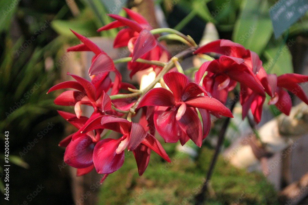 Blooming red orchids on dark background