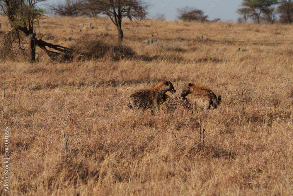 Naklejka premium hyena fighting for food