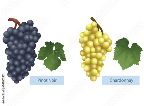 Vertically hanging grape bunches. Pinot noir, chardonnay. Vector illustration.